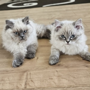 Ragdoll Katzen wanda_hermine