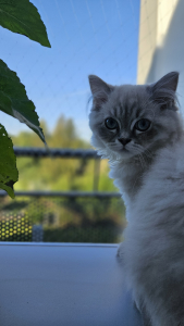 hermine_gal_11
